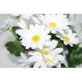 White Watering Can with Daisies